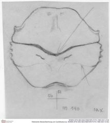 Historische Skizze/Zeichnung von Cyclothyreus sp. (NHMW-AFW-GEO-BACHMAYER-FOTO-1990-0041-0140)